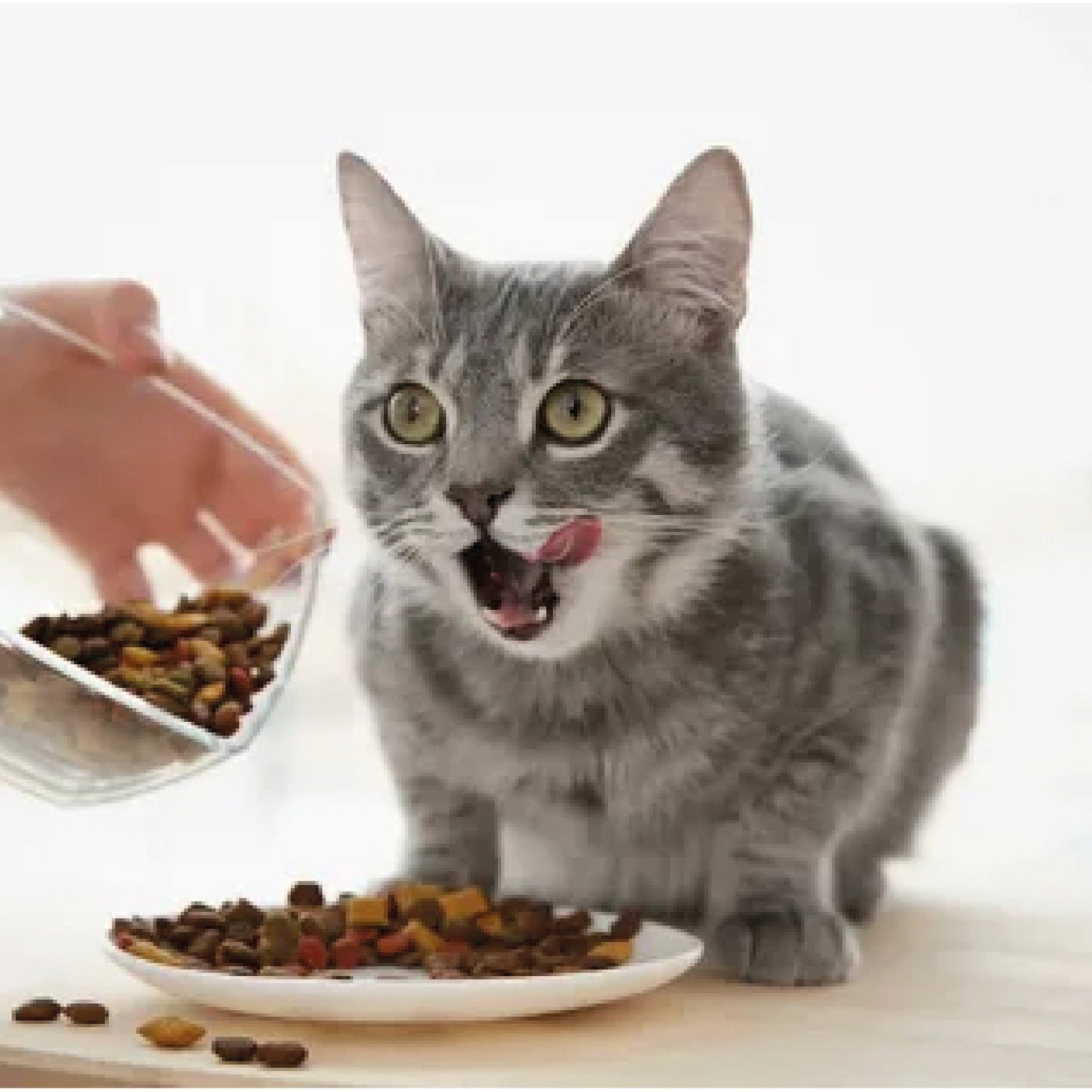 Cat Wet Food and Treats